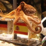 Seekor gurita bernama Paul, yang ikut meramal di Piala Dunia 2010 | www.kompas.com