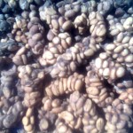 "Kopi Luwak" yang baru keluar dari dubur Luwak