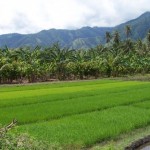 Hukum Menggadaikan Lahan Sawah