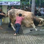 Sapi Kurban Mengamuk