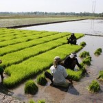 Nanam Padi Sistem Paron