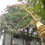 44 Janur Kuning Melengkung
